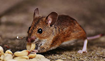 24 Hour & Emergency Exterminators in Cedarbrook, PA
